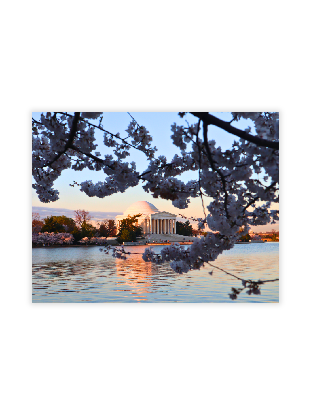 Photography Prints - Washington D.C. Cherry Blossoms - Wholesale