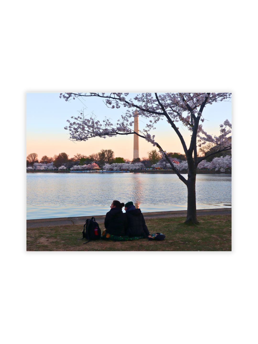 Photography Prints - Washington D.C. Cherry Blossoms - Wholesale