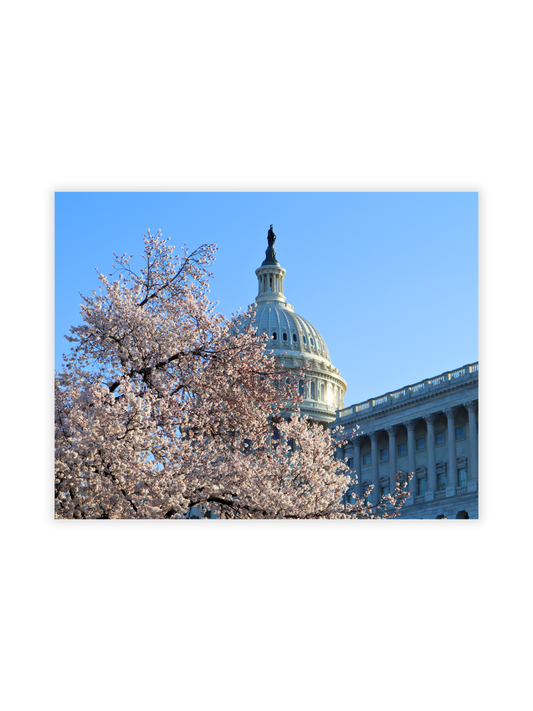 Photography Prints - Washington D.C. Cherry Blossoms - Wholesale
