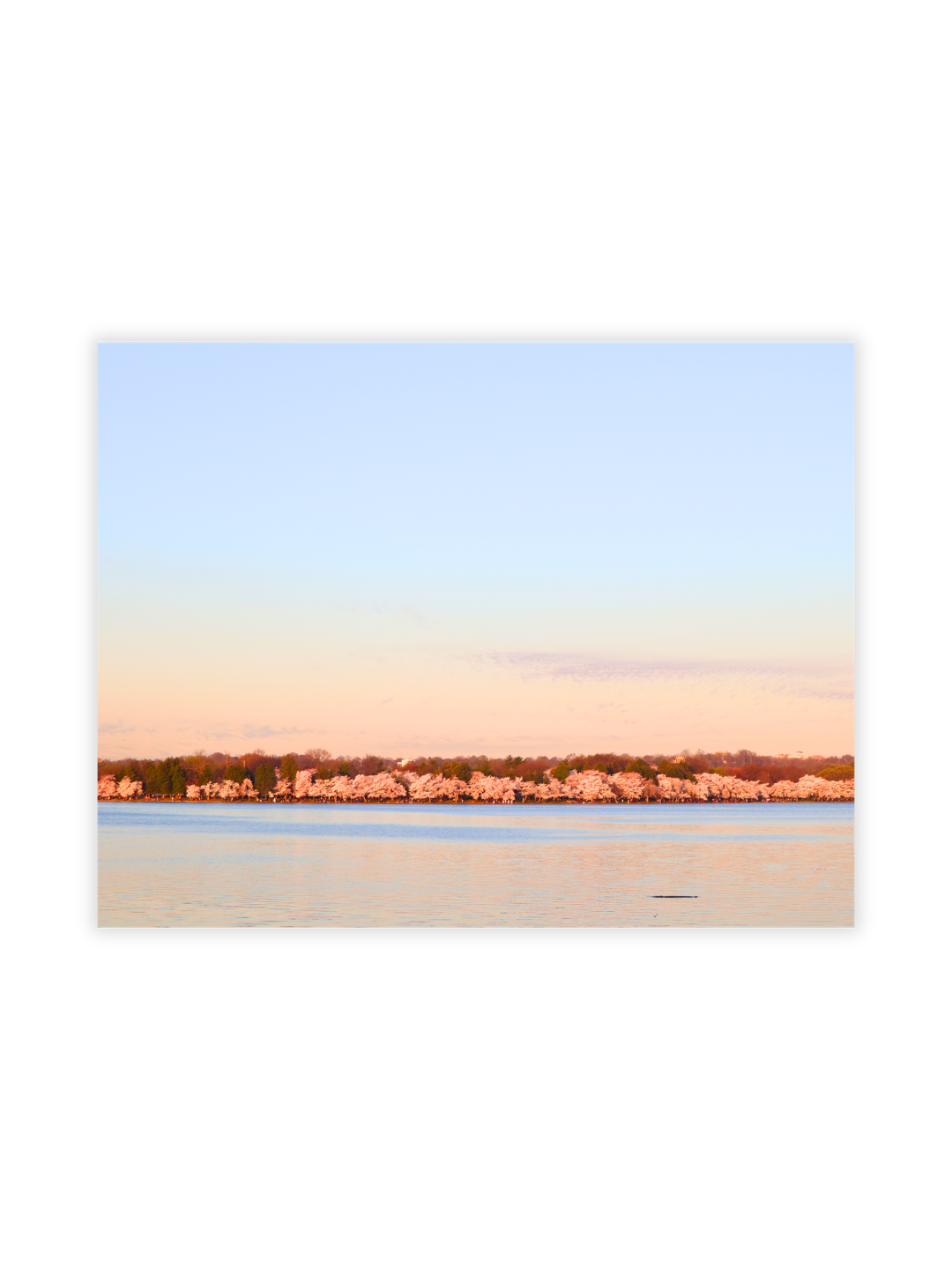 Photography Prints - Washington D.C. Cherry Blossoms - Wholesale