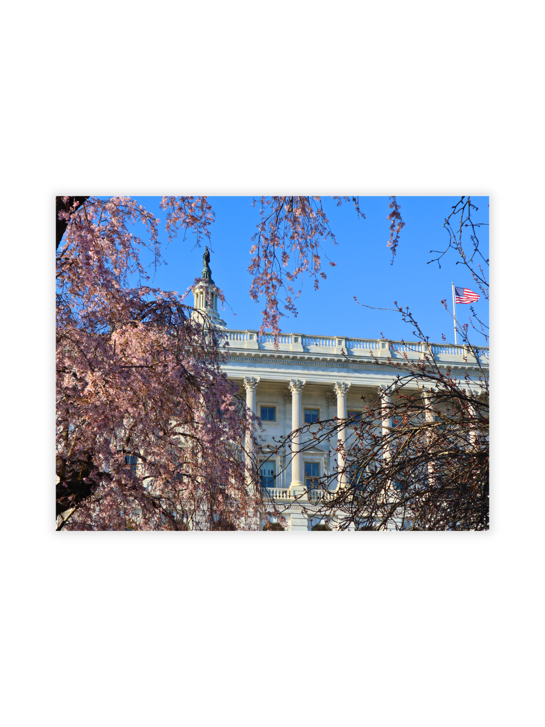 Photography Prints - Washington D.C. Cherry Blossoms - Wholesale