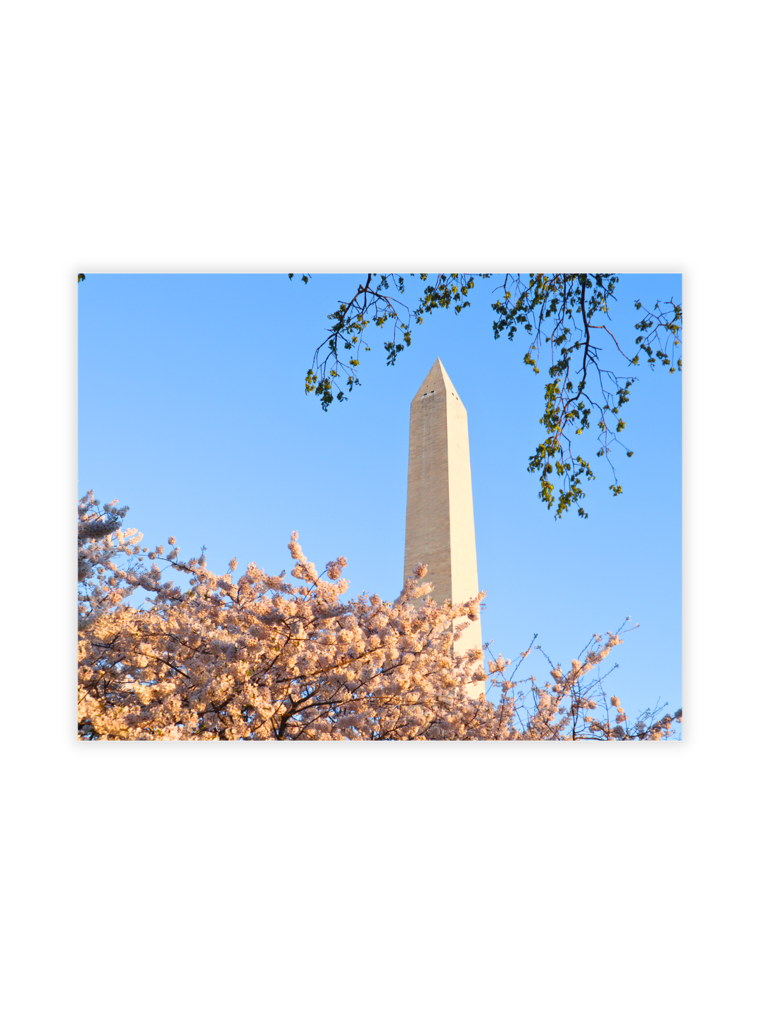 Photography Prints - Washington D.C. Cherry Blossoms - Wholesale