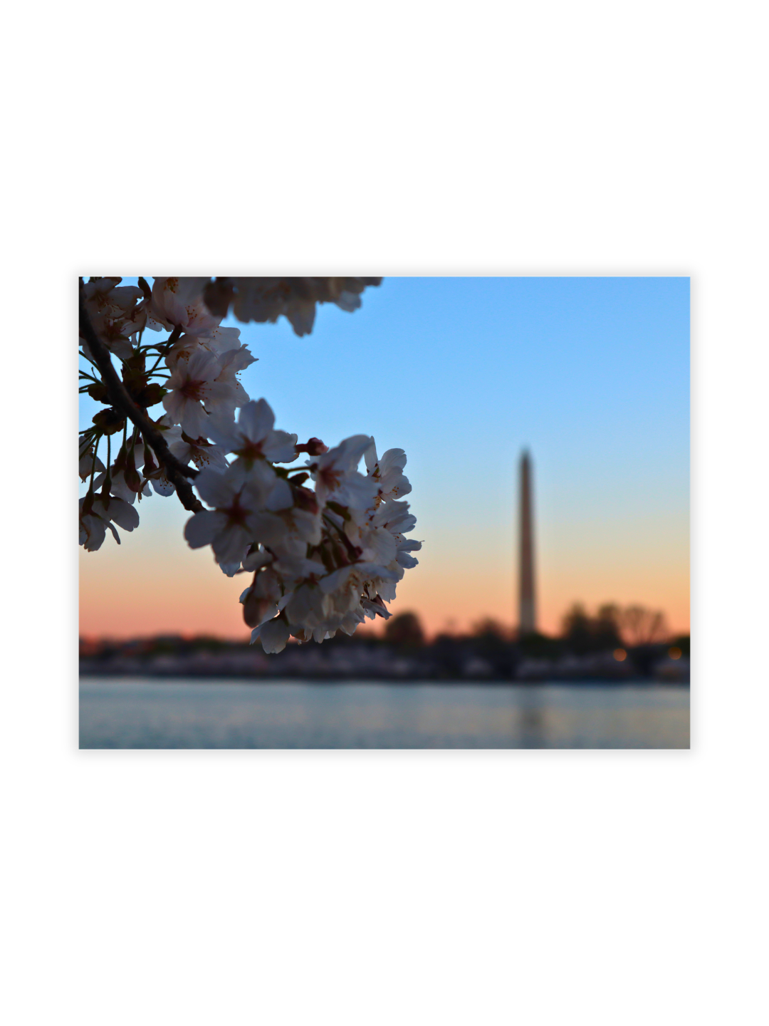 Photography Prints - Washington D.C. Cherry Blossoms - Wholesale