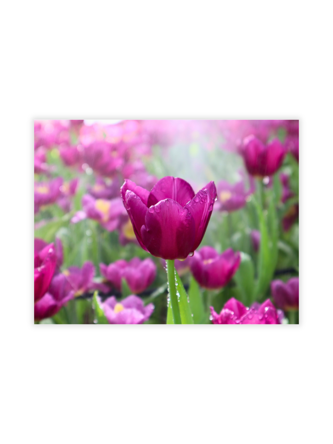 Photography Prints - Flowers - Wholesale