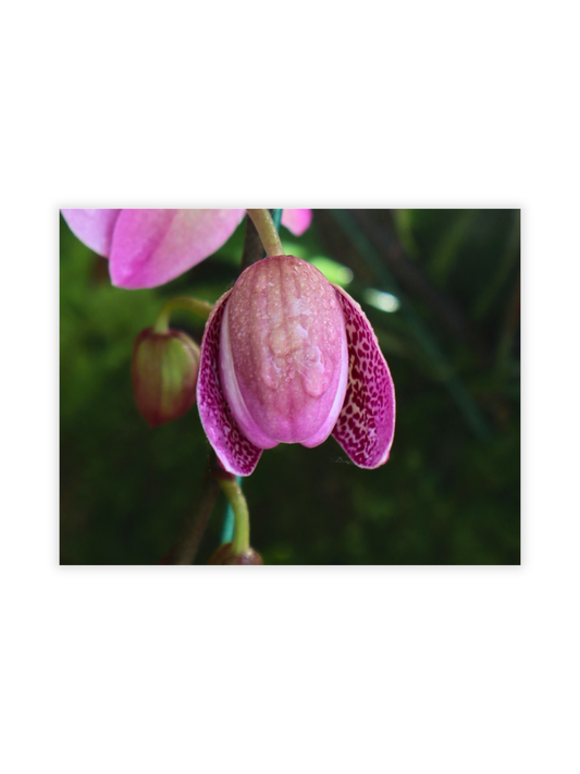 Photography Prints - Flowers - Wholesale