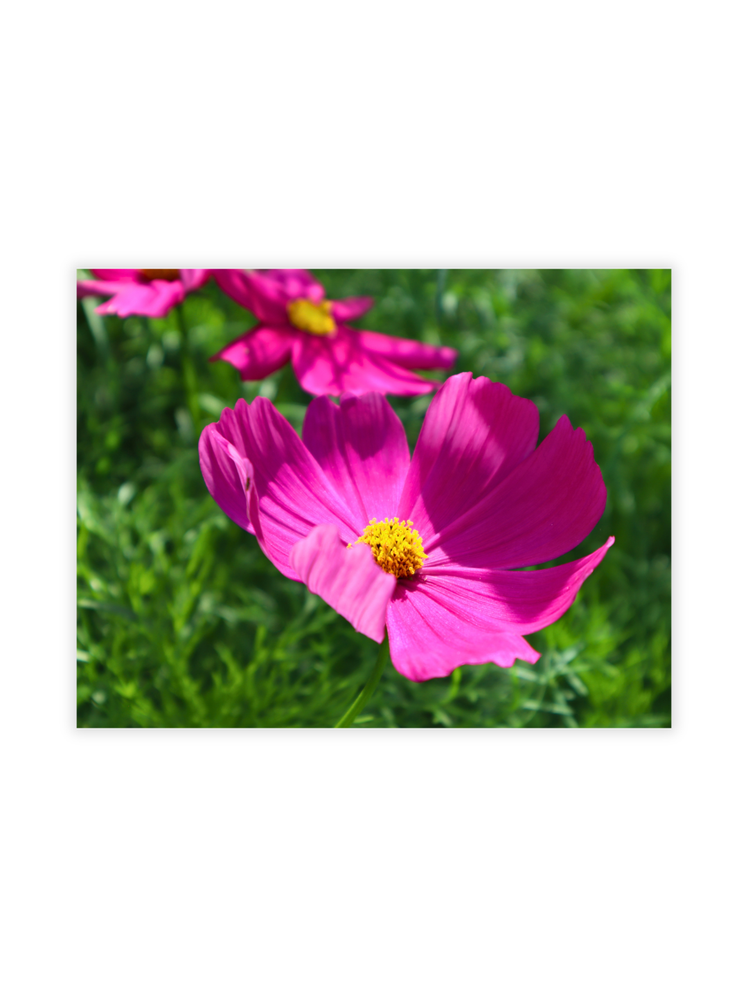 Photography Prints - Flowers - Wholesale
