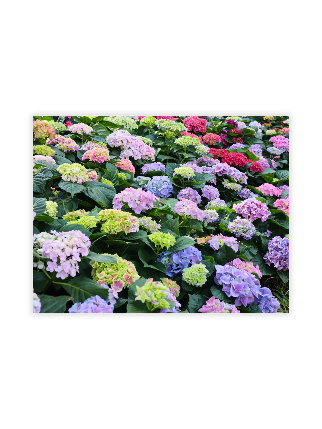Photography Prints - Flowers - Wholesale