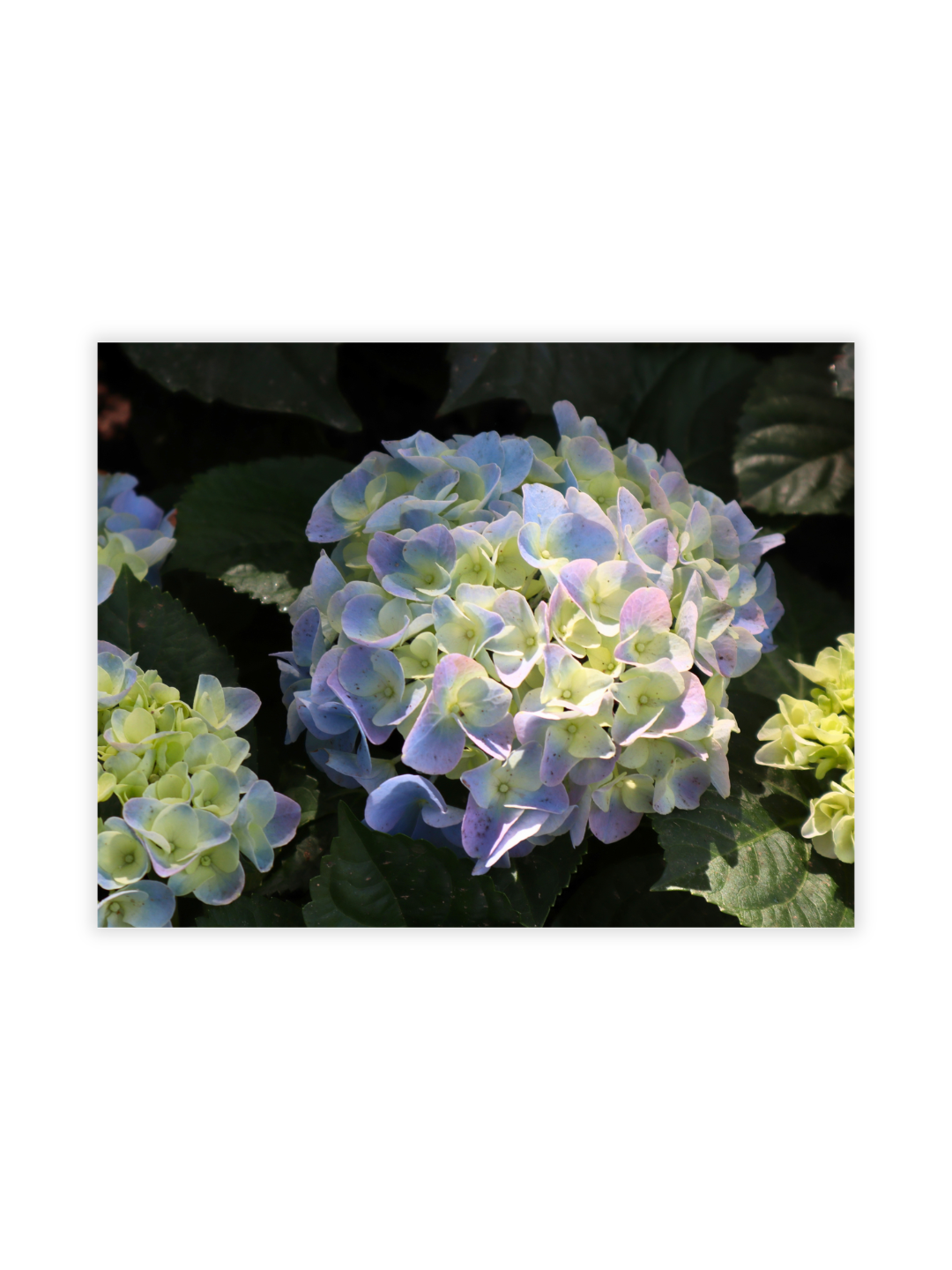 Photography Prints - Flowers - Wholesale