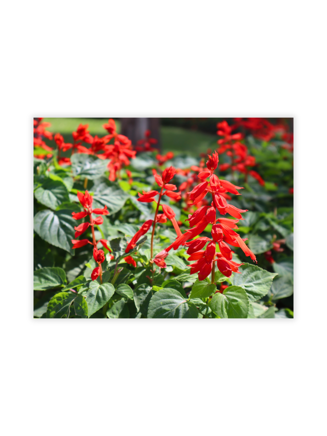 Photography Prints - Flowers - Wholesale