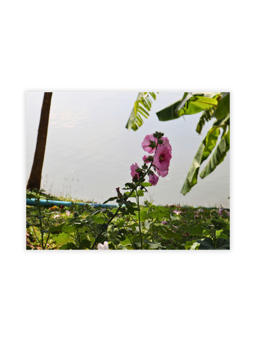 Photography Prints - Flowers - Wholesale
