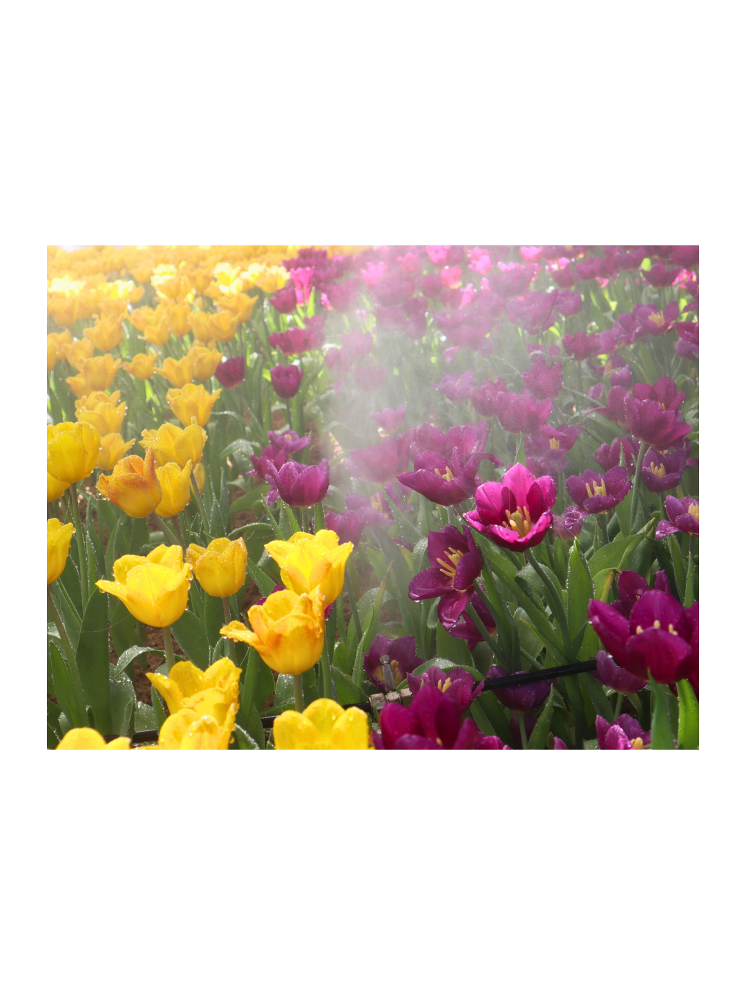 Photography Prints - Flowers - Wholesale