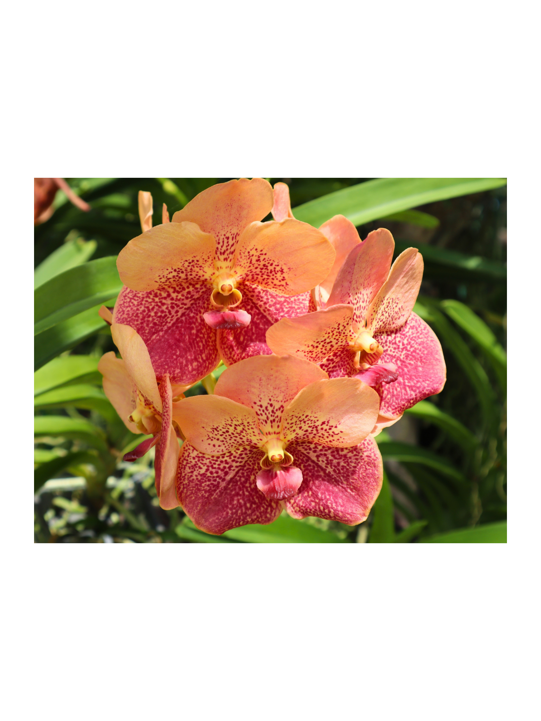 Photography Prints - Flowers - Wholesale