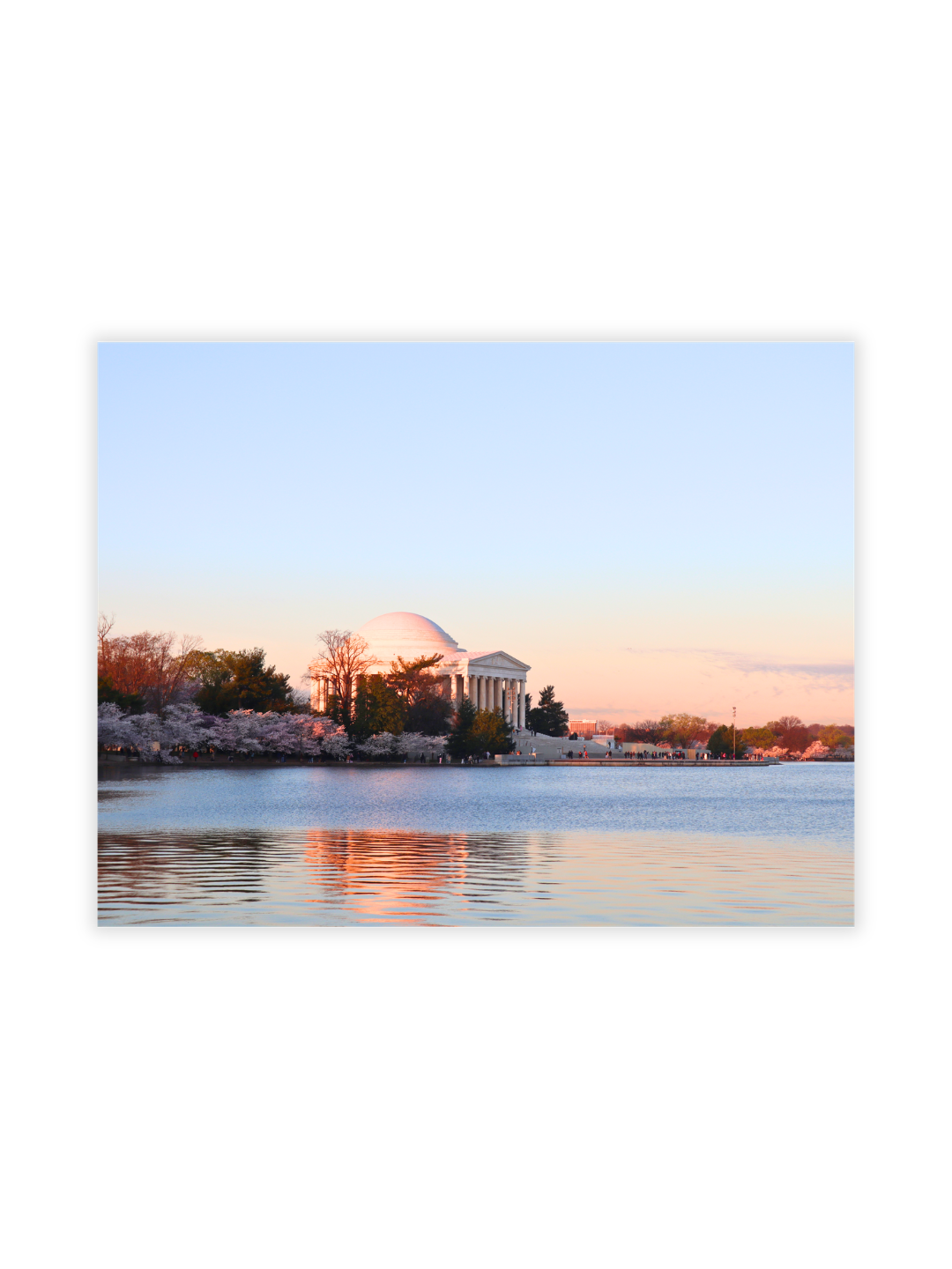 Photography Prints - Washington D.C. Cherry Blossoms - Wholesale