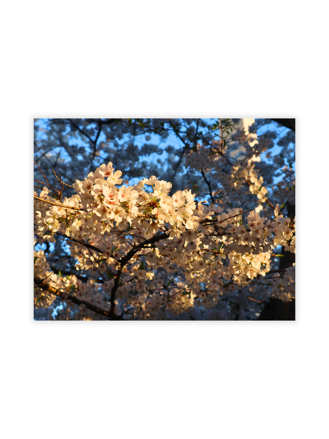 Photography Prints - Washington D.C. Cherry Blossoms - Wholesale