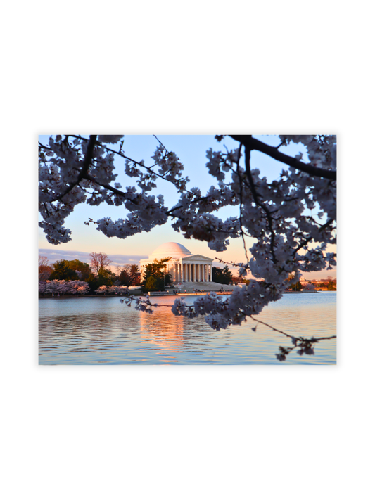 Photography Prints - Washington D.C. Cherry Blossoms - Wholesale