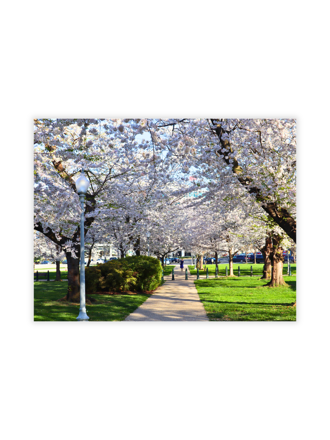 Photography Prints - Washington D.C. Cherry Blossoms - Wholesale