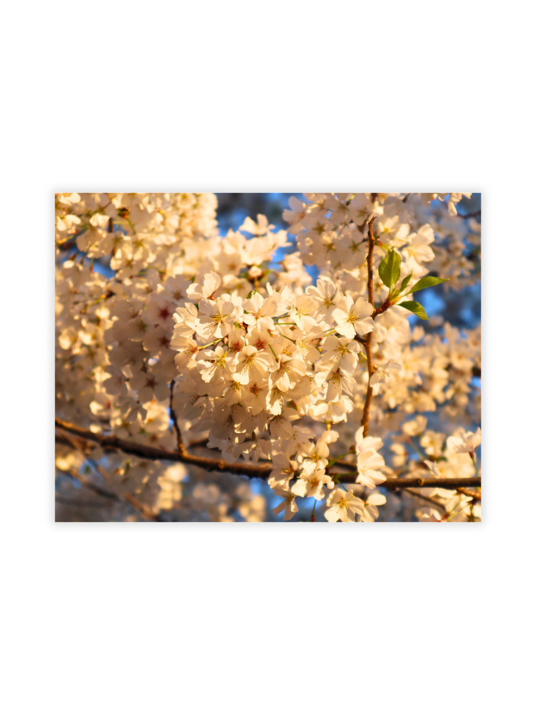 Photography Prints - Washington D.C. Cherry Blossoms - Wholesale