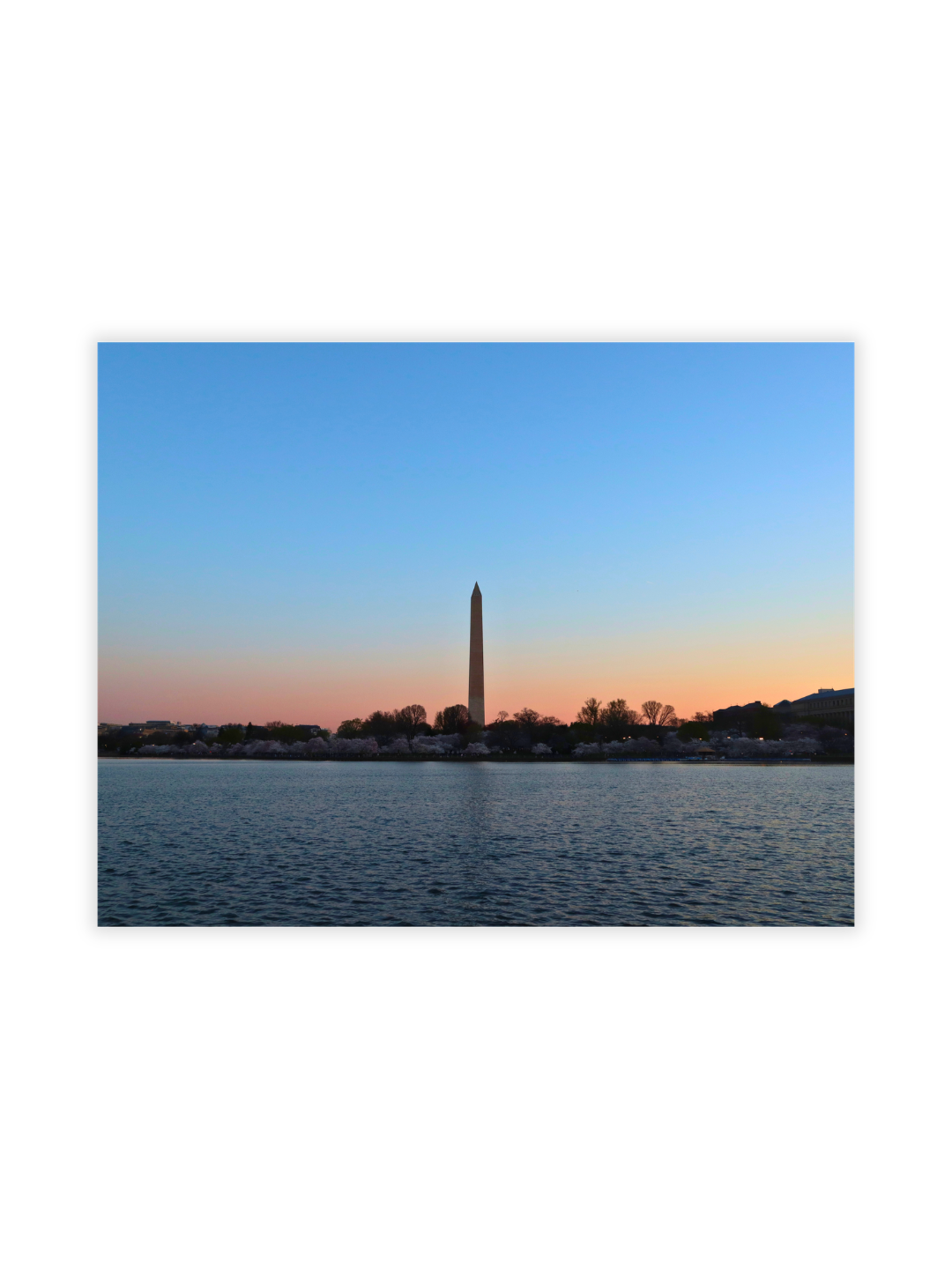 Photography Prints - Washington D.C. Cherry Blossoms - Wholesale
