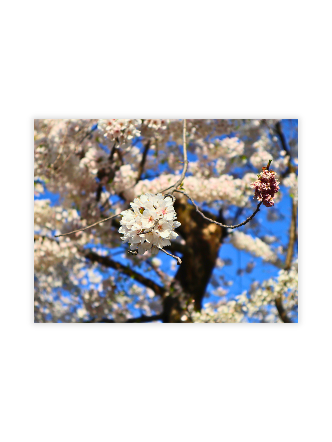 Photography Prints - Washington D.C. Cherry Blossoms - Wholesale