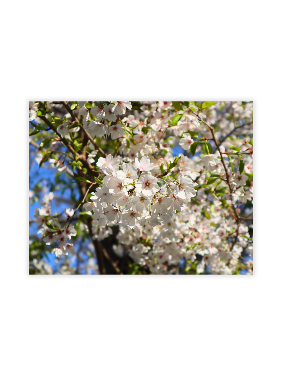 Photography Prints - Washington D.C. Cherry Blossoms - Wholesale