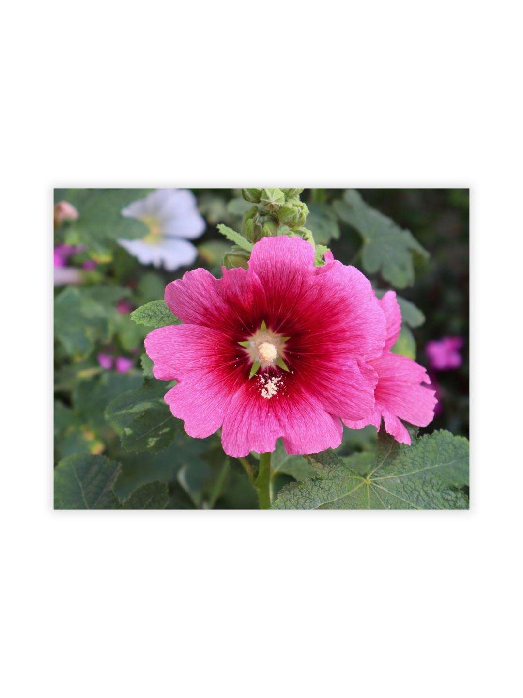 Photography Prints - Flowers - Wholesale