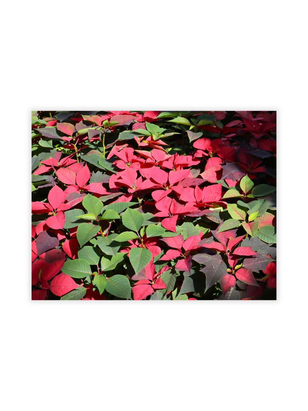Photography Prints - Flowers - Wholesale