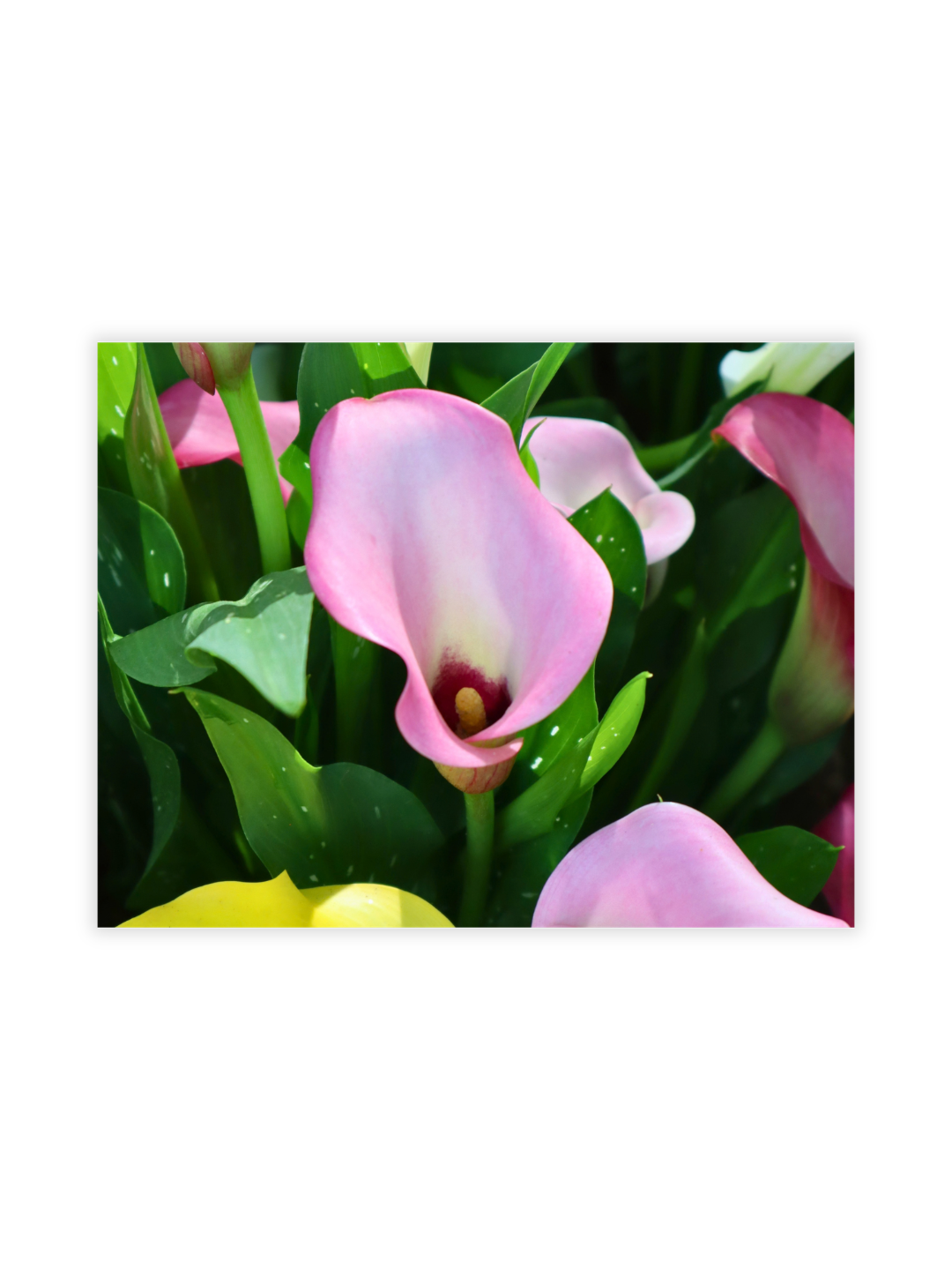 Photography Prints - Flowers - Wholesale