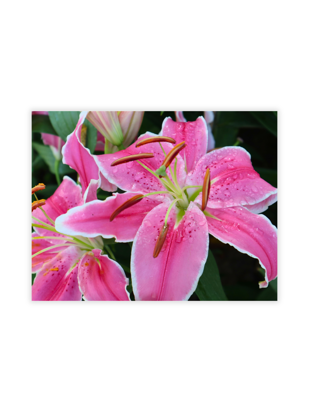 Photography Prints - Flowers - Wholesale