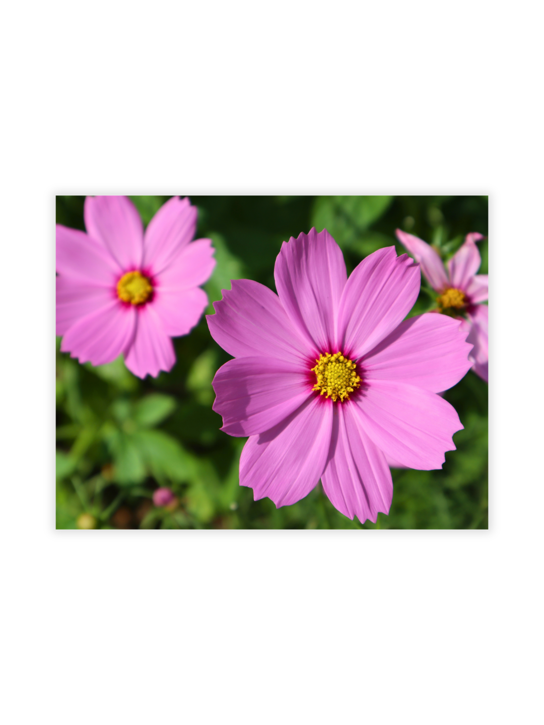 Photography Prints - Flowers - Wholesale