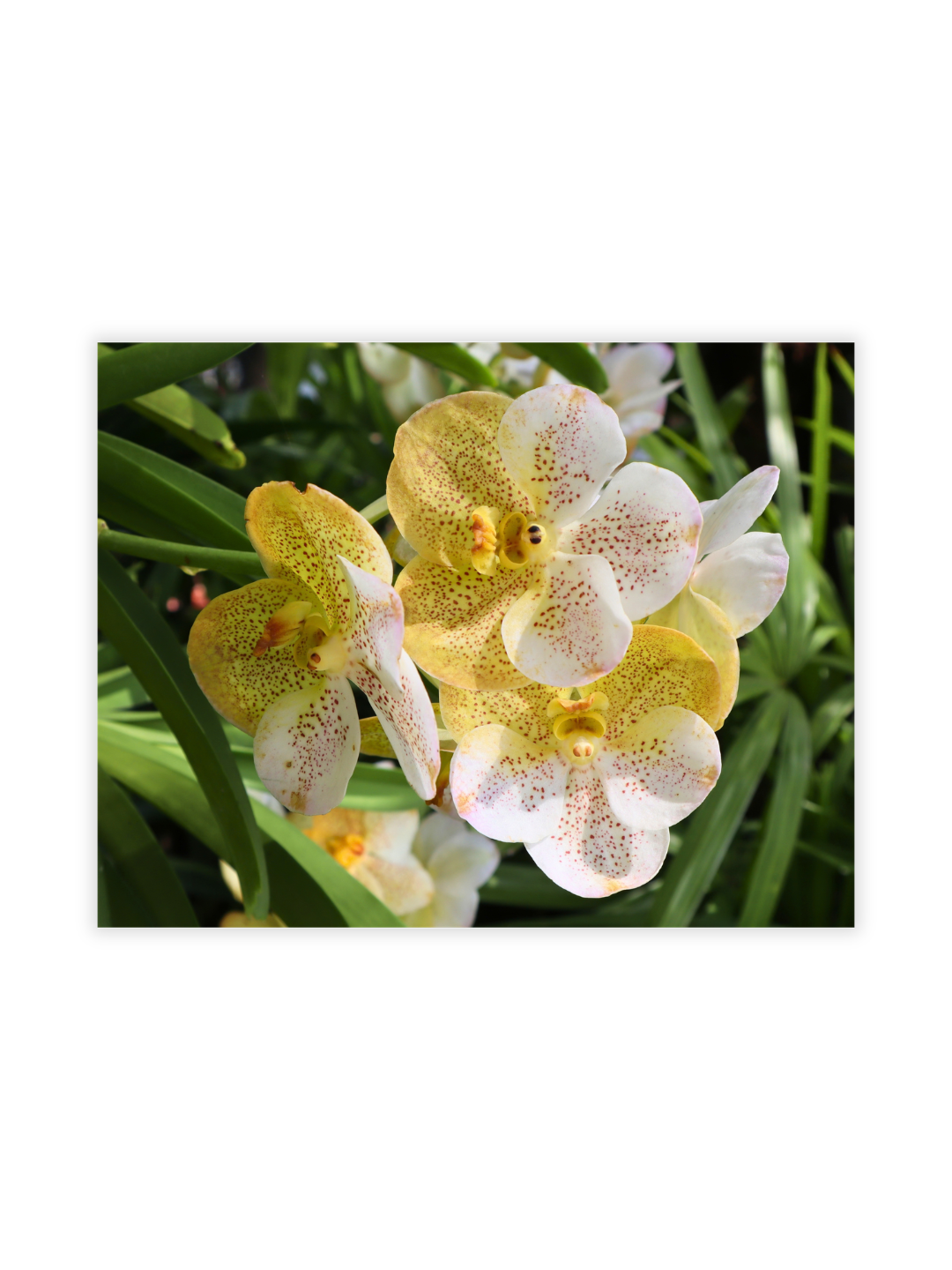 Photography Prints - Flowers - Wholesale